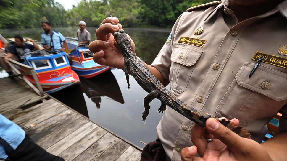 2017/03/09/antarafoto-lepas-liar-buaya-080317-ws-3antarafoto-lepas-liar-buaya-080317-ws-33.JPG