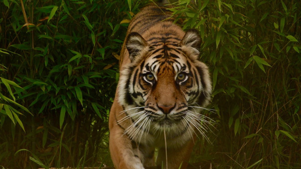 Harimau Liar Berkeliaran di Pemukiman Warga Indragiri Hilir