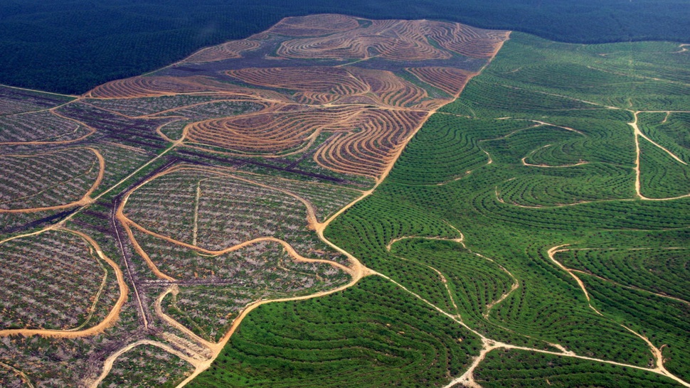 2,6 Juta Ha Hutan Indonesia Untuk Sawit Tanpa Izin Pelepasan Hutan