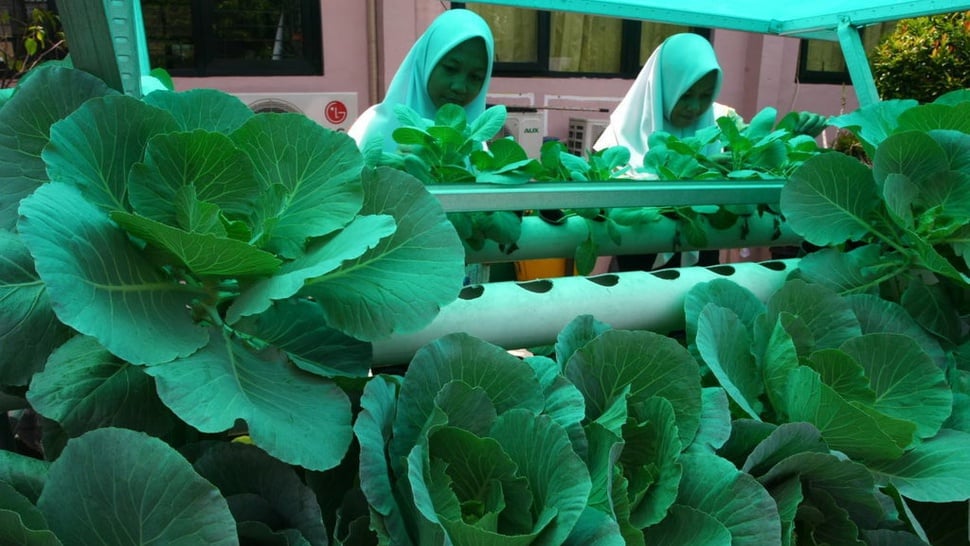 Proyek Kurikulum Merdeka Fase B Asiknya Berkebun Sayur