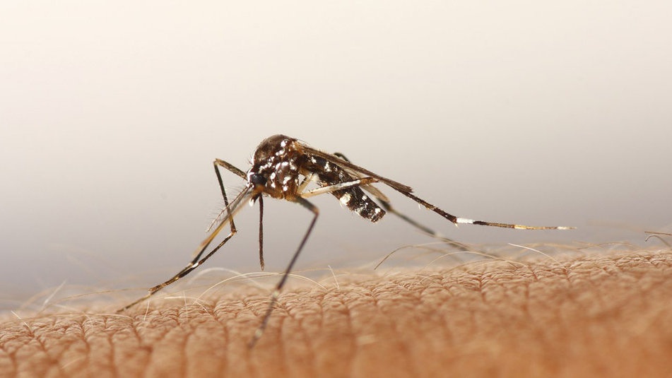 Teror Zika Mereda, Terbitlah Virus Ensefalitis Jepang