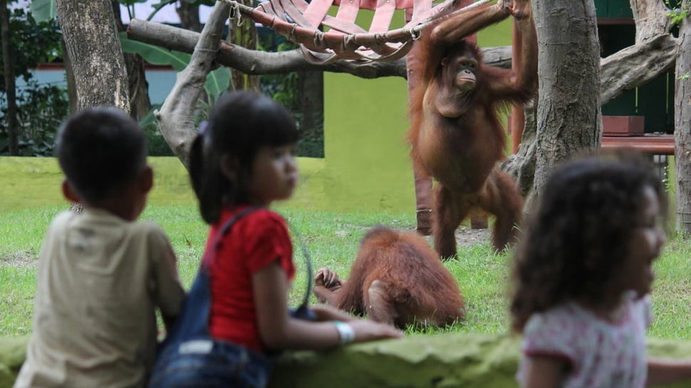 Pentingnya Zoo Educator untuk Kebun Binatang Bandung