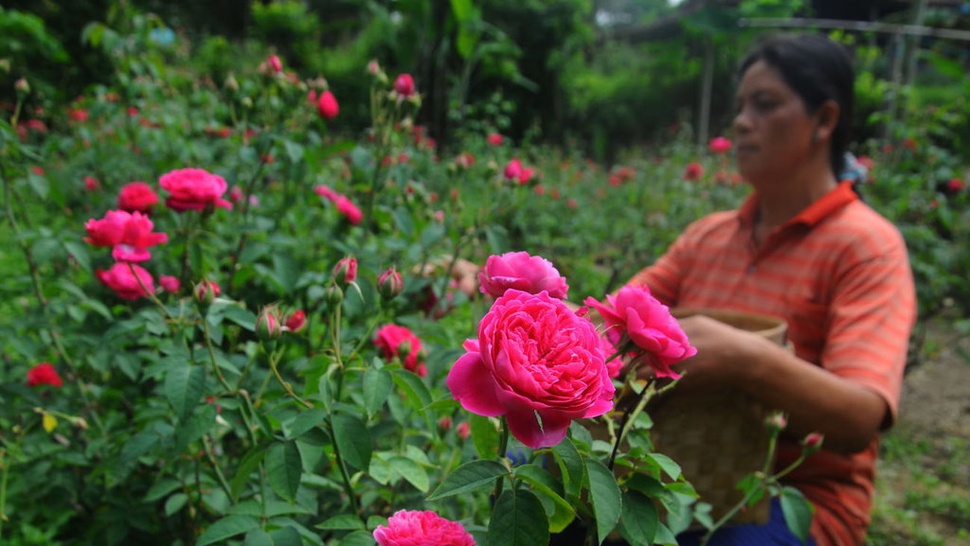 Cara Menanam Bunga Mawar, Syarat Tumbuh, Budidaya, dan Perawatan