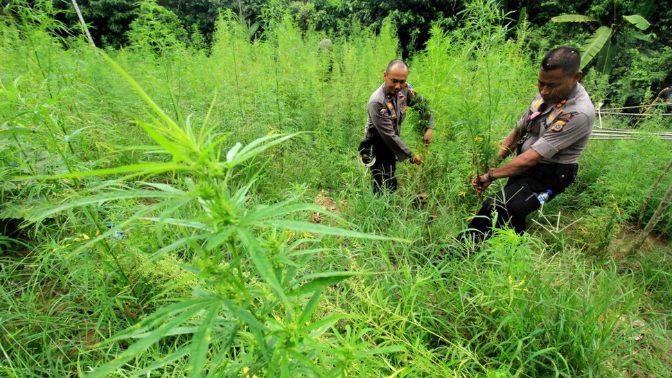 TNI dan Polri Oksibil Papua Lakukan Pemusnahan Ladang Ganja