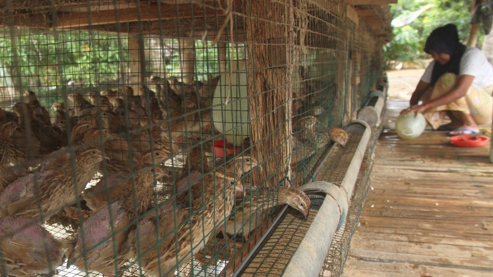 Penantang Baru Dominasi Pasar Makanan Beku: Daging Burung Impor