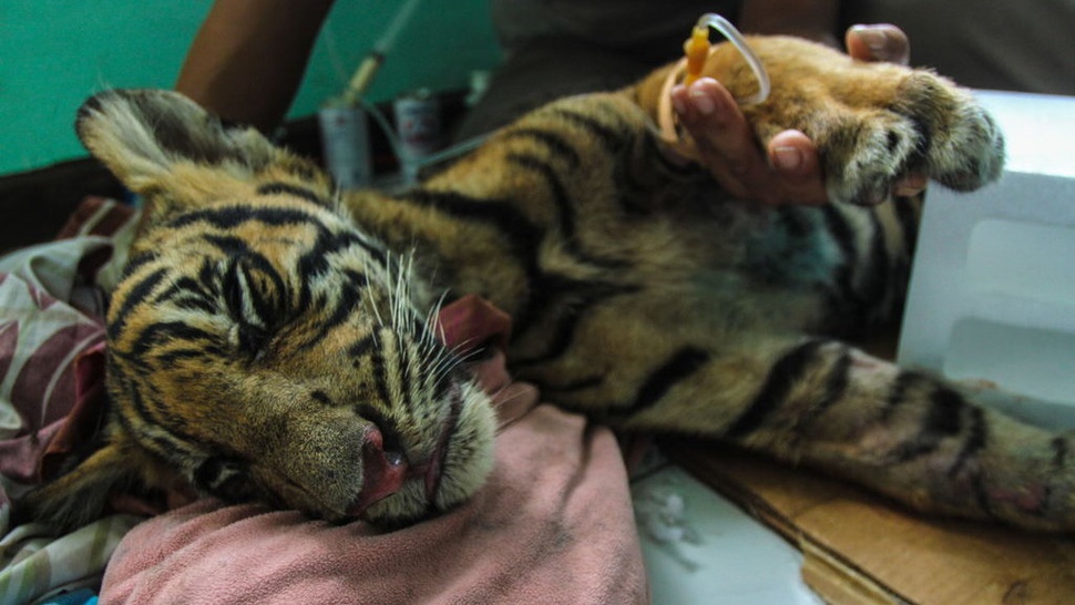 WWF Paparkan Kendala Penambahan Populasi Harimau Sumatera