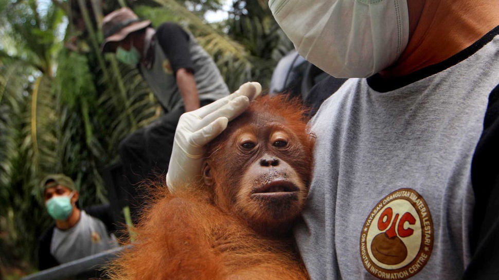 Penemuan Spesies Baru Orangutan Tapanuli Melewati Riset Panjang
