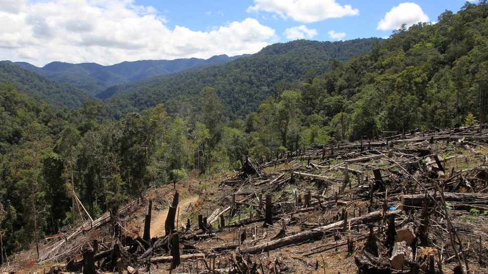 Menyelamatkan Leuser, 'Harta Karun' Sumatera