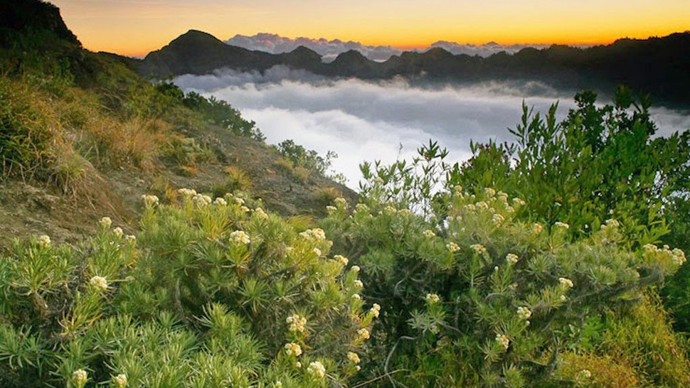Alasan Kenapa Bunga Edelweis di Gunung Tidak Boleh Dipetik