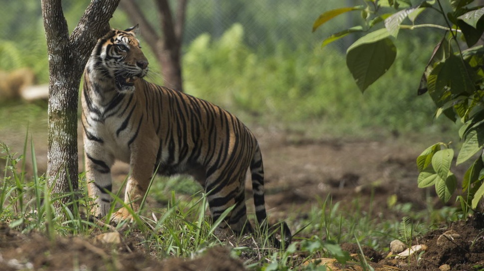 Warga Riau Tewas Diterkam Harimau, Sudah 2 Kasus Terjadi Tahun Ini