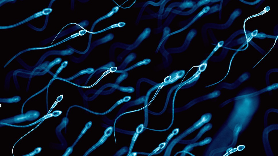 Mengapa Jumlah Sperma Pria di Barat Turun hingga 50 Persen?