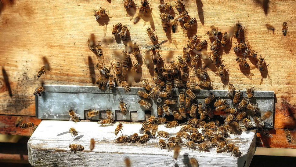 Pestisida yang Mengancam Lebah dan Kita Semua