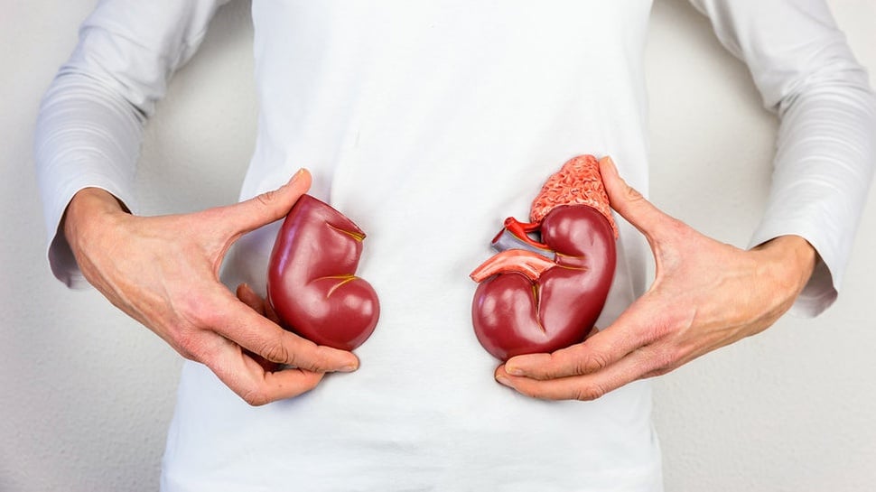 Apa Fungsi Organ Ginjal dalam Tubuh Manusia?