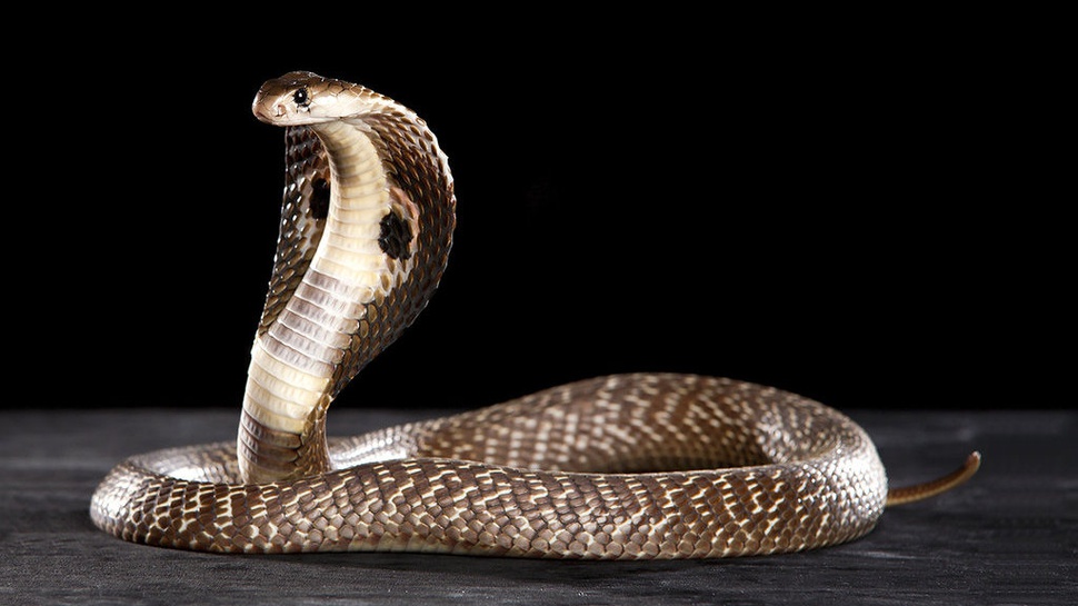 Bahaya dan Cara Mengobati Gigitan Bisa Ular Kobra