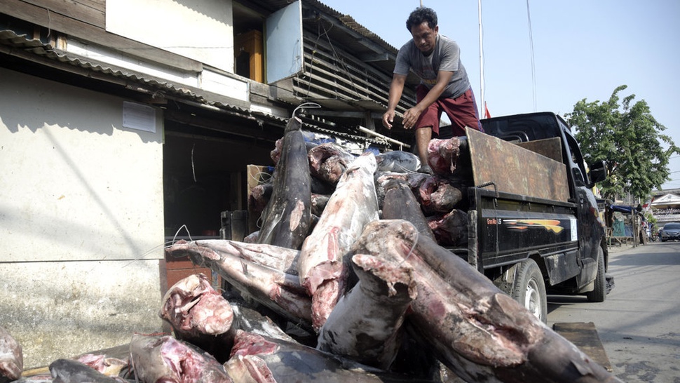 Bisnis Pengolahan Daging Ikan Hiu di Jakarta Utara