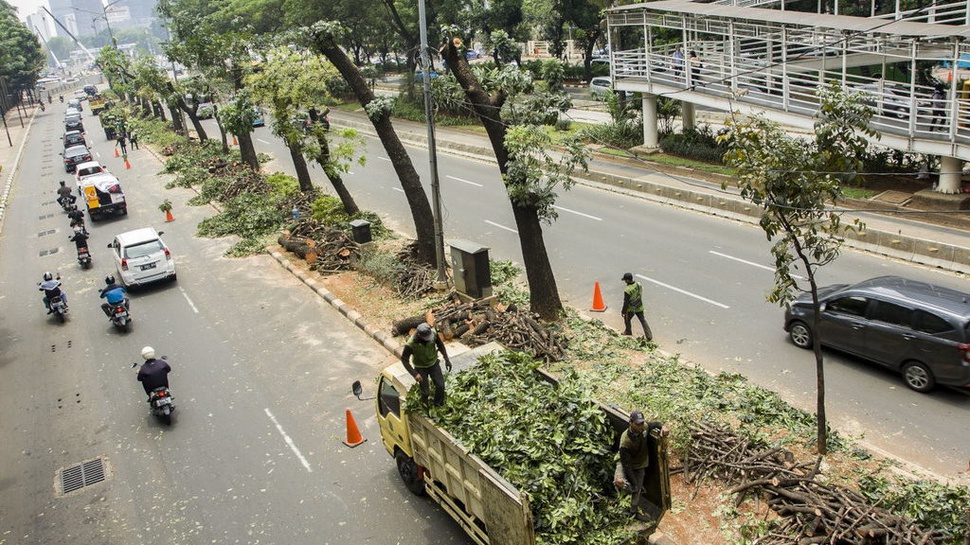 Proyek Asian Games Korbankan Ribuan Pohon di Jakarta