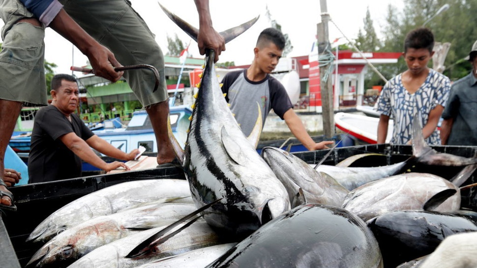Apa Saja Manfaat Ikan Tuna dan Kandungan Gizinya?