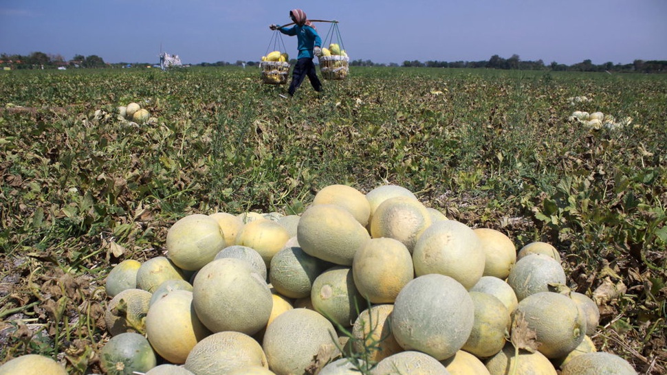 Melon Australia Tercemar Listeria, Buah Impor Perlu Diawasi Ketat