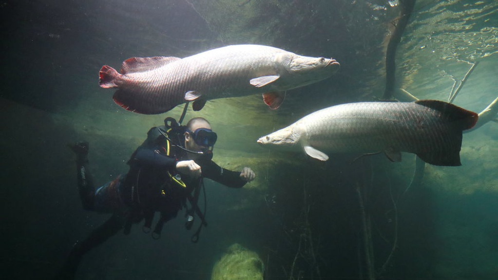 Susi Pudjiastuti Peringatkan Warga Terkait Bahaya Ikan Arapaima