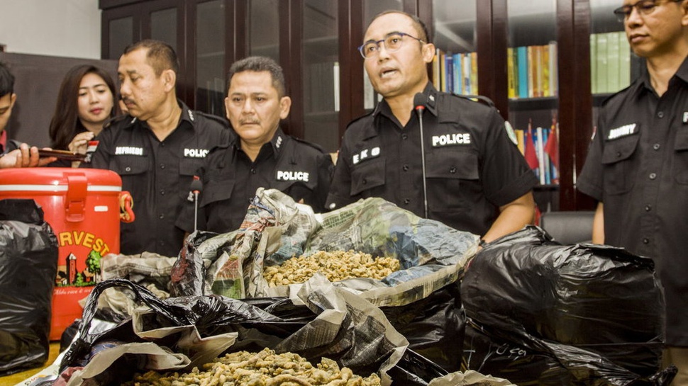 Polisi Ciduk Tersangka Pembuat Magic Mushroom Mengandung Narkotika