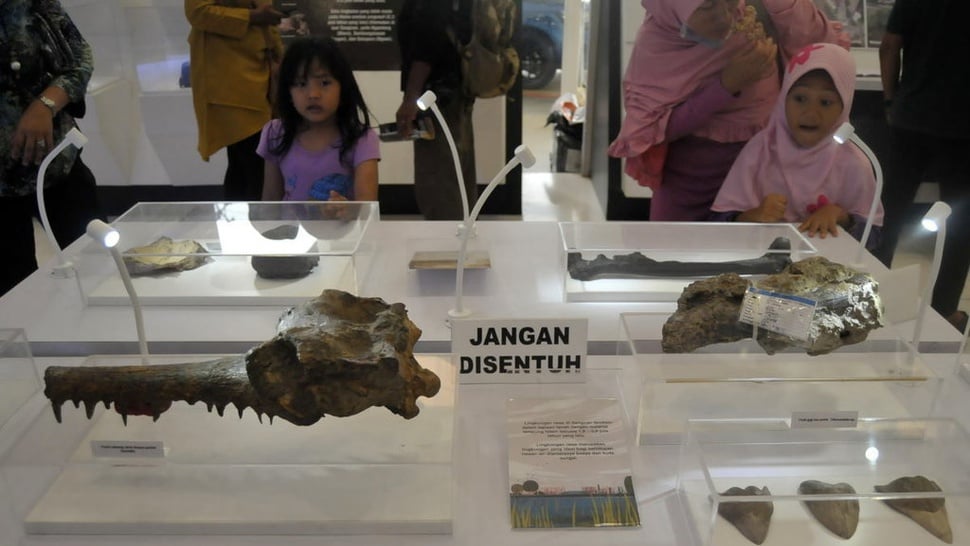 Apa Saja Jenis Manusia Purba yang Ditemukan di Indonesia?