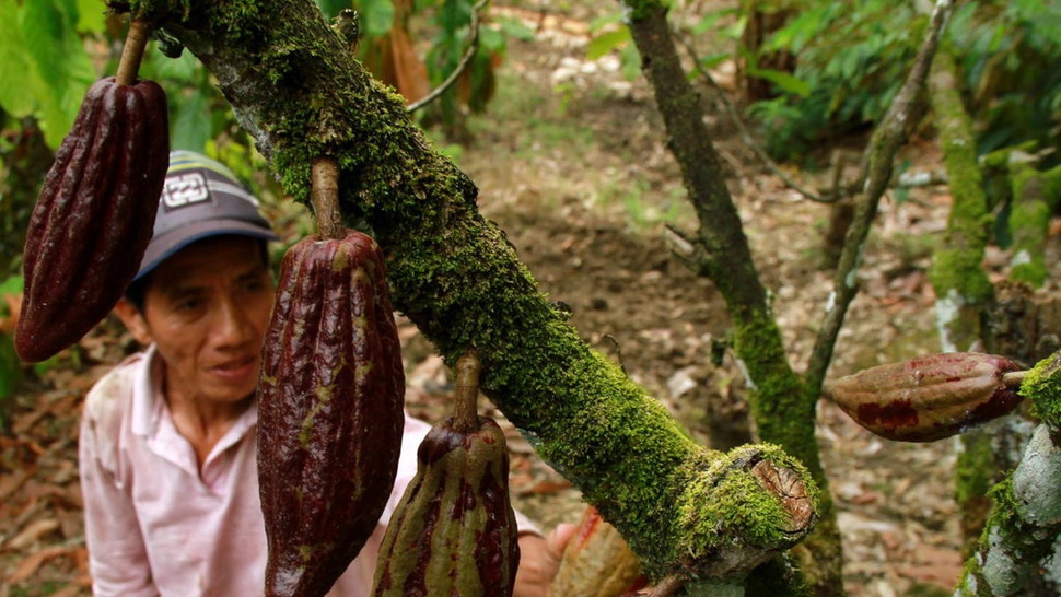INDEF: PPN Impor Kakao 0% Manjakan Pengusaha dan Abaikan Petani