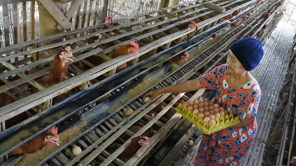 Harga Acuan Telur dan Daging Ayam di Tingkat Produsen Akan Diatur