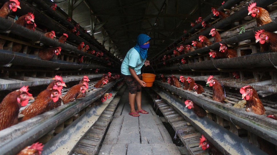 Biosekuriti 3-Zona: Solusi Bisnis Peternakan Unggas di Indonesia