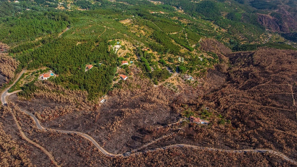 Bantah Luhut, Greenpeace: Sawit Masih Penyebab Deforestasi Terbesar