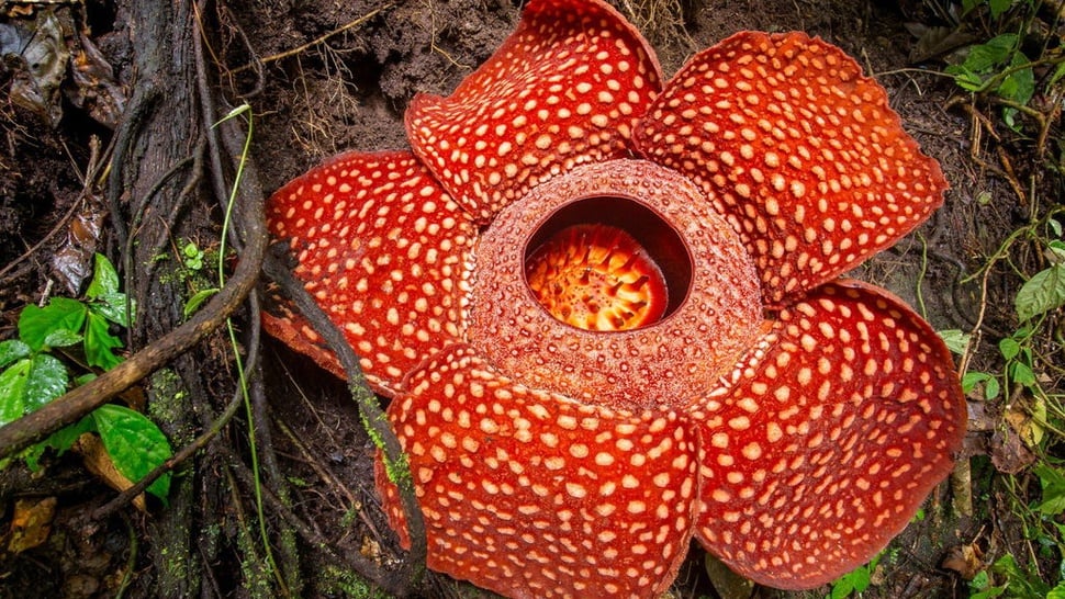 Kisah Penemuan Bunga Rafflesia arnoldi di Bengkulu