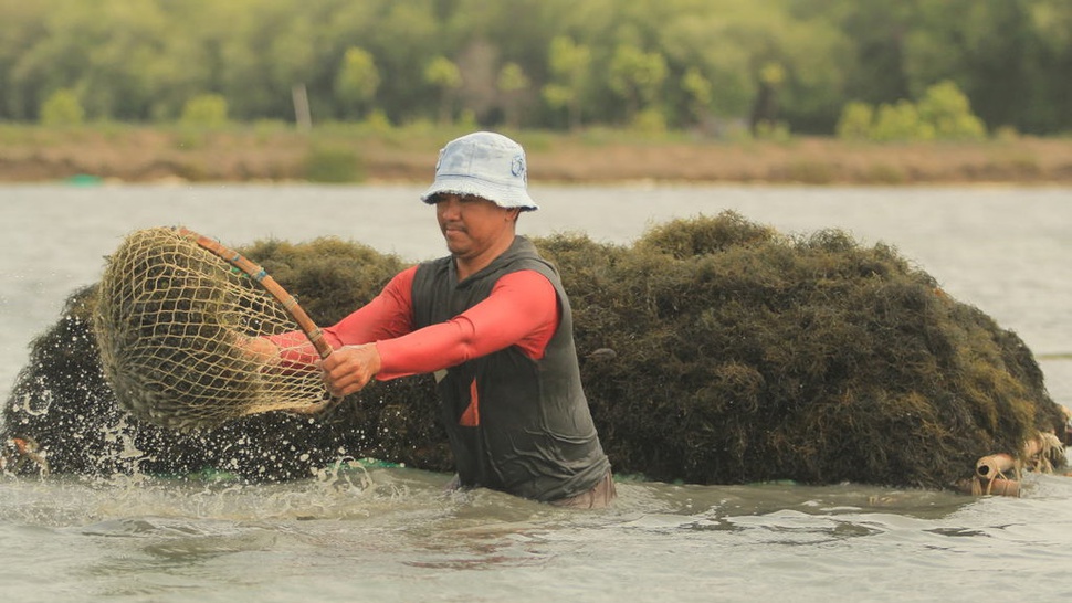 Ekspor Rumput Laut USD 300 Juta per Tahun, Mayoritas Bahan Mentah