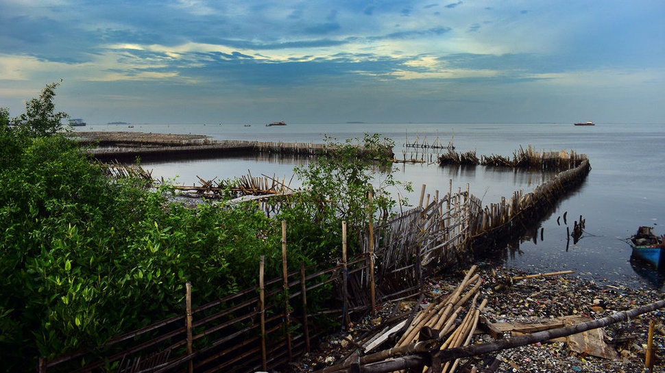 2018/01/21/mangrove-muara-angke--3-tirto-tirto.id-arimacs-wilander.jpg