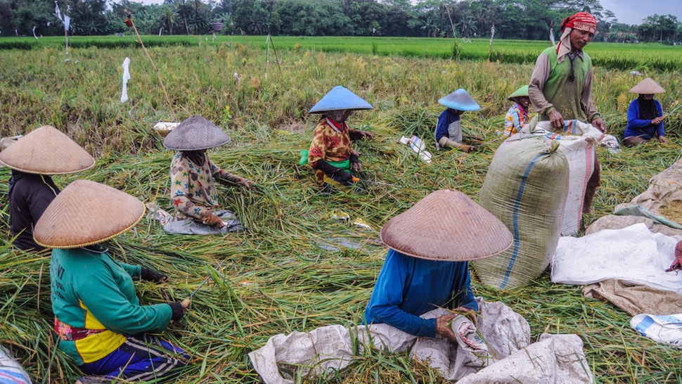 FAO Apresiasi Indonesia Berhasil Swasembada Beras