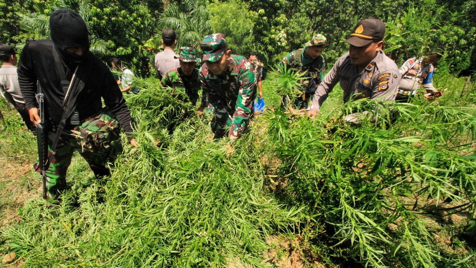 TNI Musnahkan 2 Hektare Lahan Ganja di Bireuen Aceh