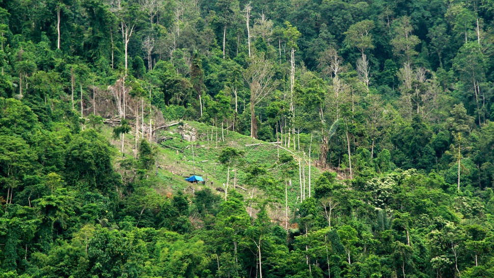 Studi: Perluasan Pertanian Kecil Indonesia Sebabkan Hilangnya Hutan