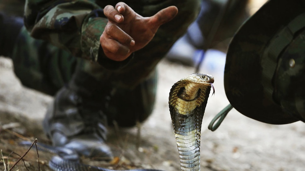 Daftar Rumah Sakit yang Sediakan Serum Anti Bisa Cobra di Jakarta