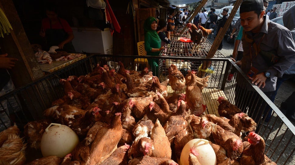 BPS: Daging Ayam Ras Turut Memicu Deflasi pada Februari 2019