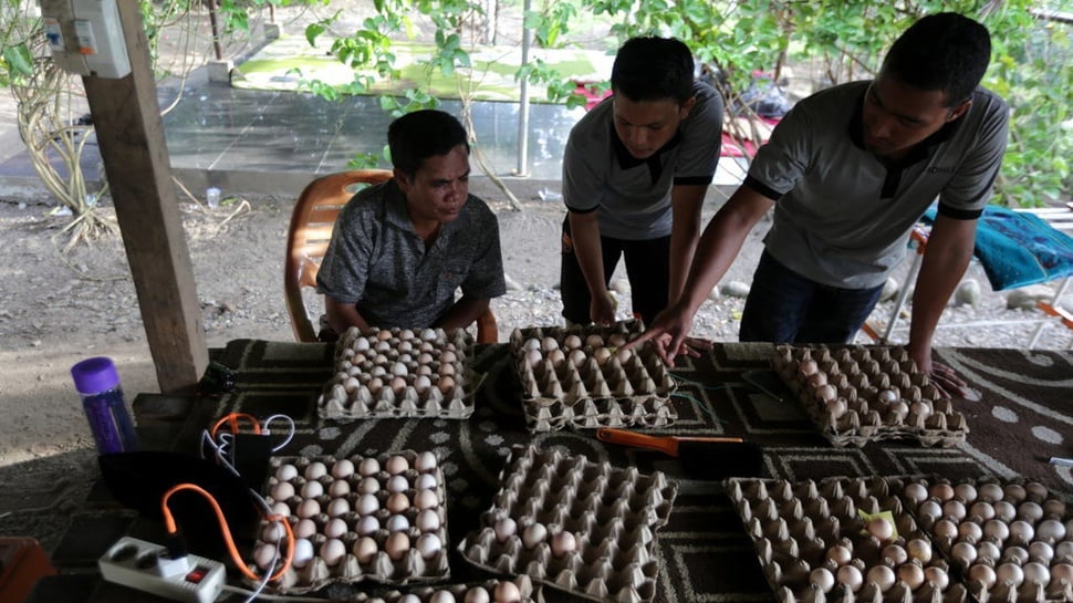 7 Manfaat Telur Ayam Kampung, Benarkah Lebih Sehat?