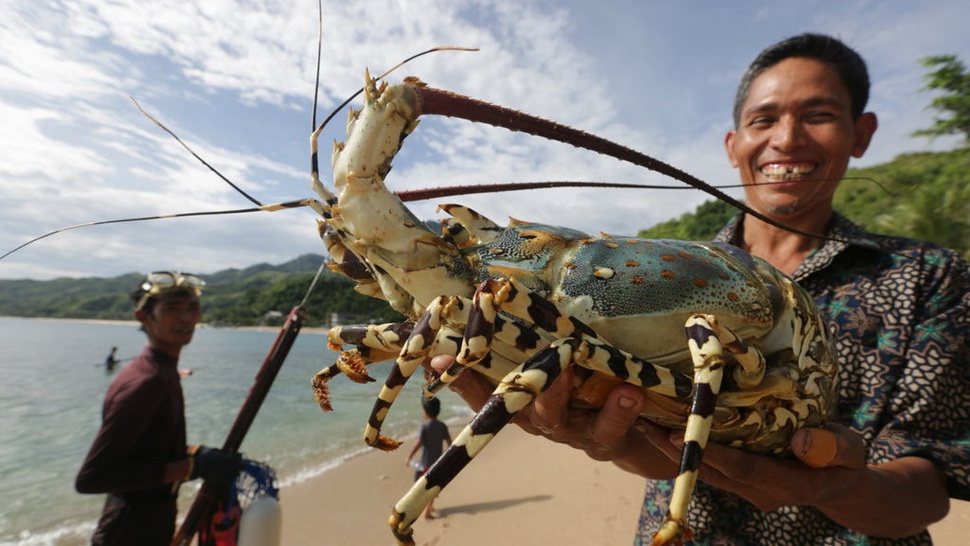 Apa Perbedaan Lobster Air Tawar dan Lobster Air Laut?