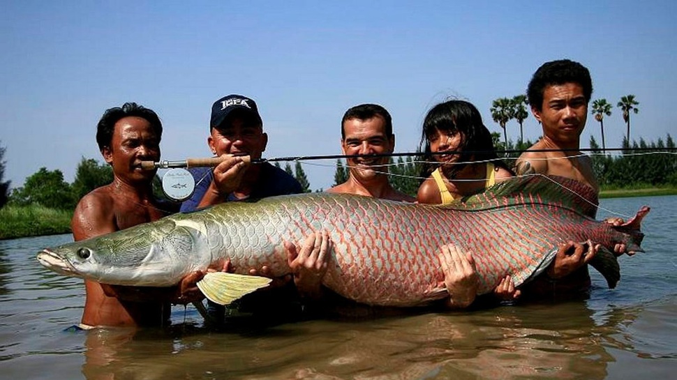 Jangan Lepas Ikan Arapaima ke Sungai-Sungai di Indonesia