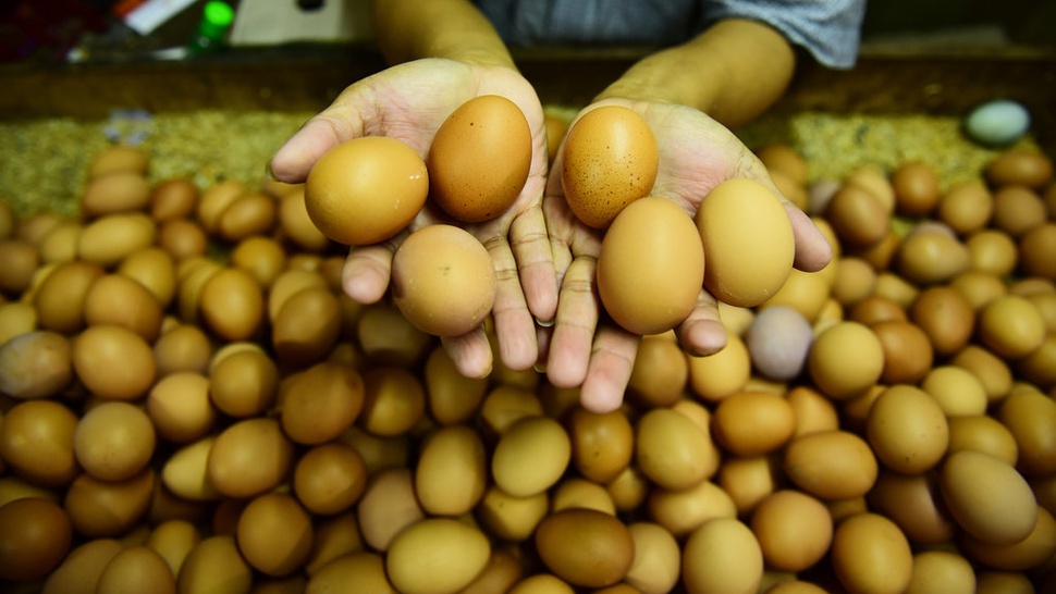Ciri-Ciri Telur Layak Konsumsi dan Cara Mengetahuinya