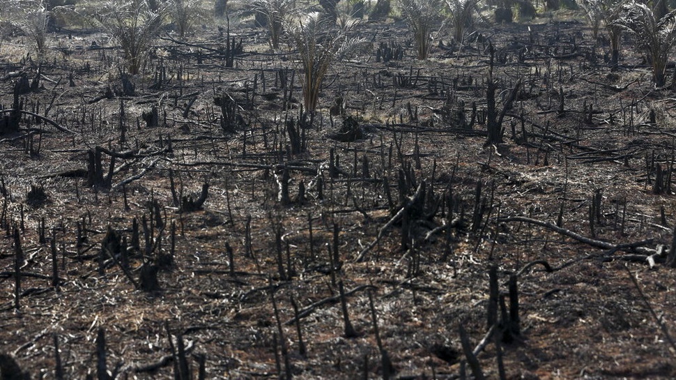 BRG Klaim Ikut Berkontribusi Kurangi Kebakaran Hutan Selama 3 Tahun