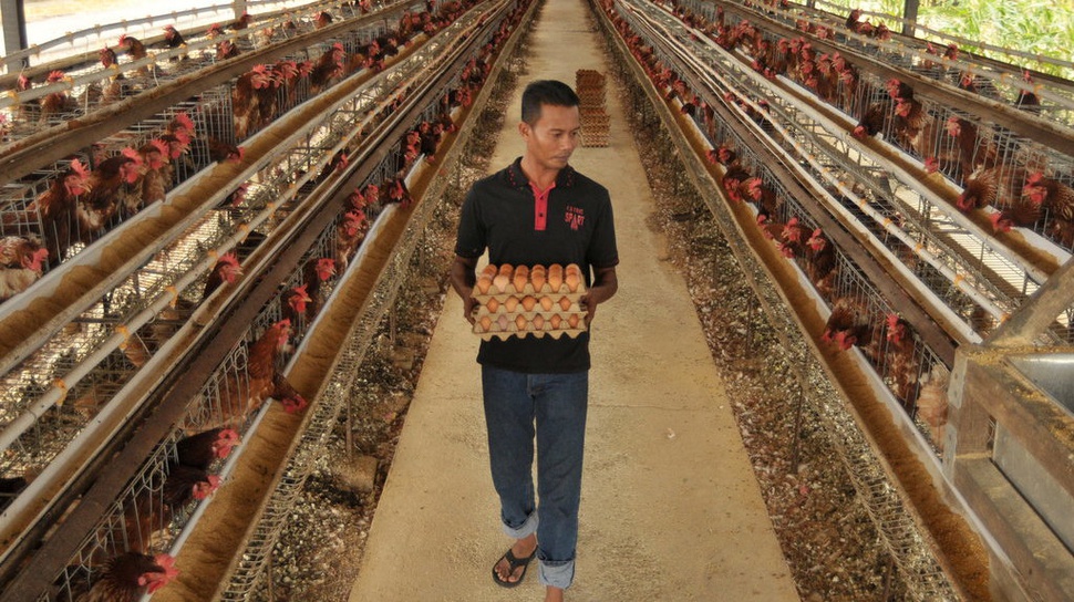 Kementan: Stok Daging Ayam & Telur Jelang Natal & Tahun Baru Aman