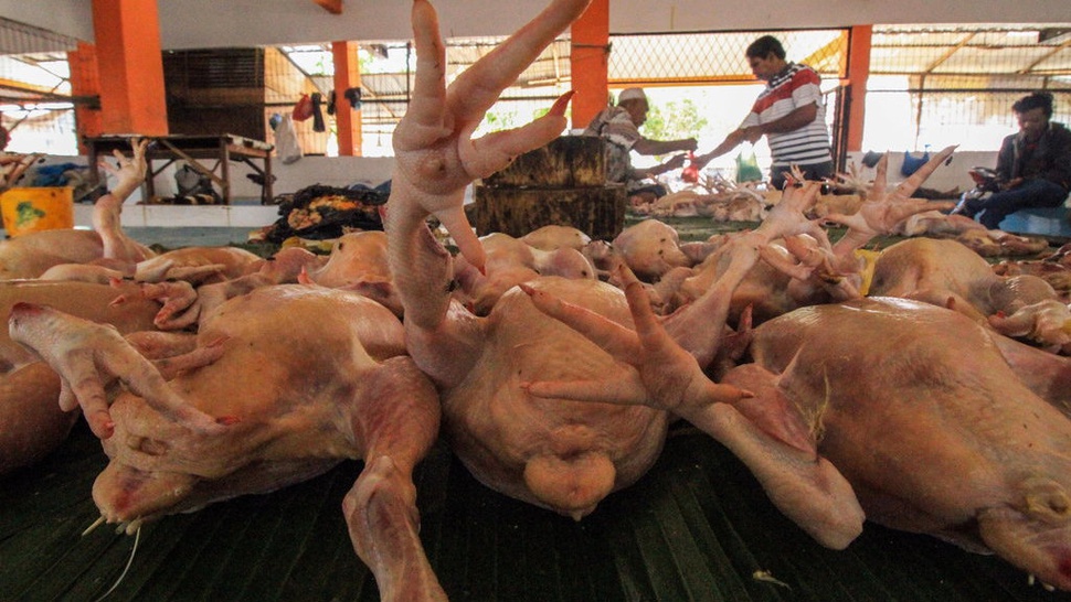 Dirut PT Berdikari Yakin Publik Tak Langsung Beralih ke Ayam Brasil