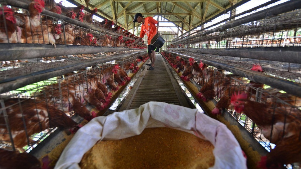 Peternak Klaim Rugi Rp1,4 Miliar Akibat Harga Ayam Dibeli Murah