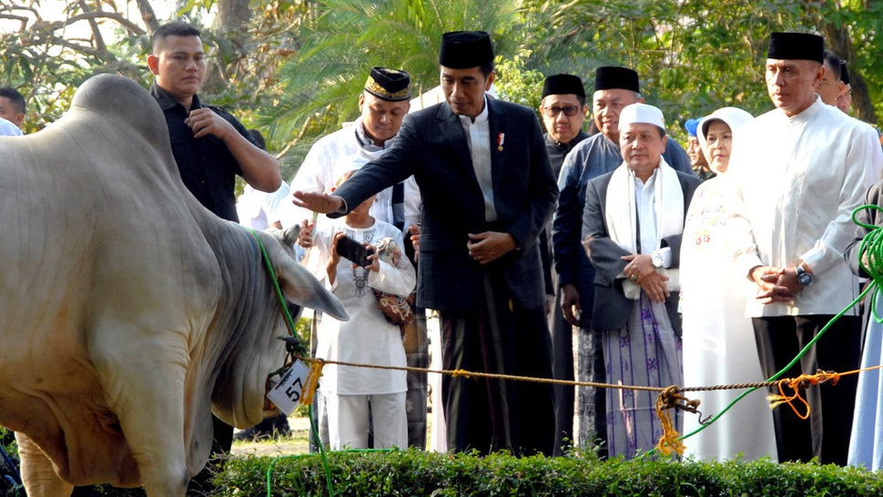 Jokowi Berkurban Sapi di 38 Provinsi dan IKN