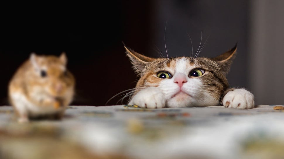 Kucing Ternyata Tak Efektif Jadi Musuh Tikus