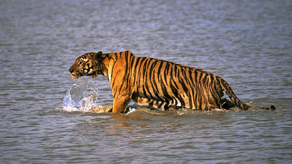 Belajar Menyayangi Harimau dari India dan Nepal