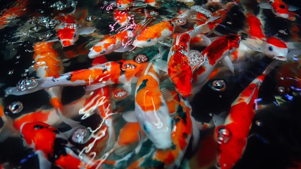 Jenis Ikan Hias Air Tawar di Indonesia yang Jadi Komoditas Unggulan