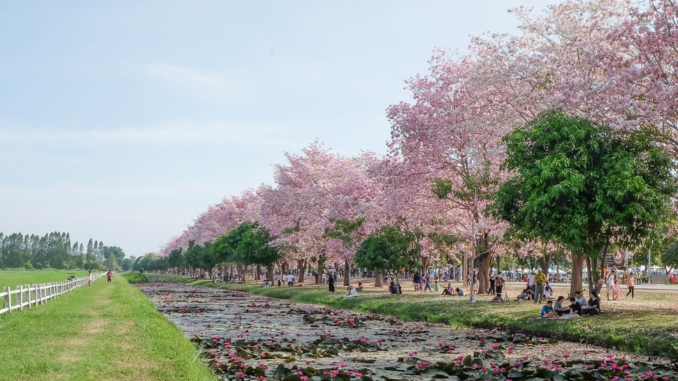 Mengenal Tabebuya, Pohon Pemanis Jalanan Kota Surabaya